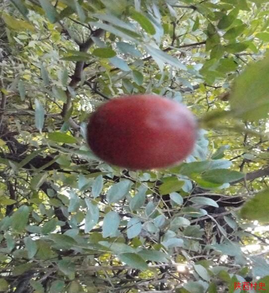 电子城街道办【杜城村】村史 电子城街道办【杜城村】村史