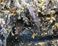 ��������衱����